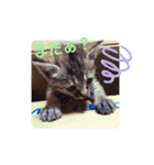 子猫の日常会話②（個別スタンプ：17）