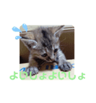 子猫の日常会話②（個別スタンプ：18）