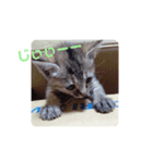 子猫の日常会話②（個別スタンプ：19）
