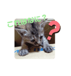 子猫の日常会話②（個別スタンプ：20）