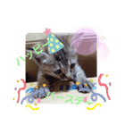 子猫の日常会話②（個別スタンプ：21）