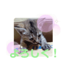 子猫の日常会話②（個別スタンプ：22）