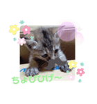 子猫の日常会話②（個別スタンプ：23）