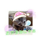 子猫の日常会話②（個別スタンプ：24）