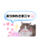 アラン君②（個別スタンプ：1）
