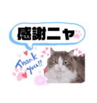 アラン君②（個別スタンプ：13）