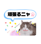 アラン君②（個別スタンプ：23）