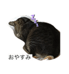 ねこのイヴちゃん（個別スタンプ：2）