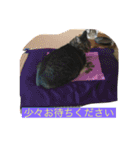 ねこのイヴちゃん（個別スタンプ：3）