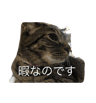 ねこのイヴちゃん（個別スタンプ：4）