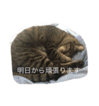 ねこのイヴちゃん（個別スタンプ：5）