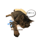 ねこのイヴちゃん（個別スタンプ：6）