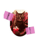 ねこのイヴちゃん（個別スタンプ：8）