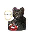 ねこのイヴちゃん（個別スタンプ：9）