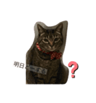 ねこのイヴちゃん（個別スタンプ：10）
