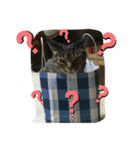 ねこのイヴちゃん（個別スタンプ：12）