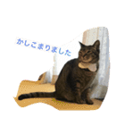 ねこのイヴちゃん（個別スタンプ：15）