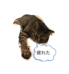 ねこのイヴちゃん（個別スタンプ：18）