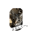 ねこのイヴちゃん（個別スタンプ：20）