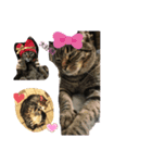 ねこのイヴちゃん（個別スタンプ：22）