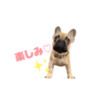 フレンチブルドッグ の うなじゅう（個別スタンプ：14）