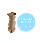 フレンチブルドッグ の うなじゅう（個別スタンプ：15）