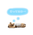 フレンチブルドッグ の うなじゅう（個別スタンプ：17）