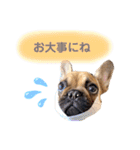 フレンチブルドッグ の うなじゅう（個別スタンプ：22）