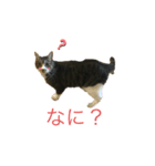 うちの猫 三銃士  <さらなる感情を求めて>（個別スタンプ：2）