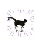 うちの猫 三銃士  <さらなる感情を求めて>（個別スタンプ：5）