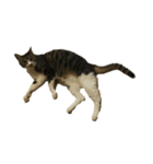 うちの猫 三銃士  <さらなる感情を求めて>（個別スタンプ：8）
