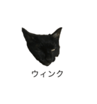 うちの猫 三銃士  <さらなる感情を求めて>（個別スタンプ：9）