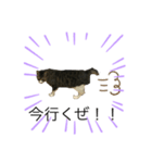 うちの猫 三銃士  <さらなる感情を求めて>（個別スタンプ：10）