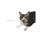 うちの猫 三銃士  <さらなる感情を求めて>（個別スタンプ：13）