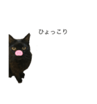 うちの猫 三銃士  <さらなる感情を求めて>（個別スタンプ：14）