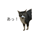 うちの猫 三銃士  <さらなる感情を求めて>（個別スタンプ：16）