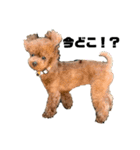 HAWAIIAN DOG（個別スタンプ：1）