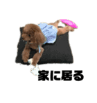 HAWAIIAN DOG（個別スタンプ：7）