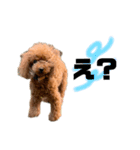 HAWAIIAN DOG（個別スタンプ：9）