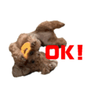 HAWAIIAN DOG（個別スタンプ：11）