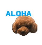 HAWAIIAN DOG（個別スタンプ：15）