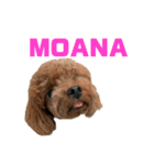 HAWAIIAN DOG（個別スタンプ：16）