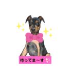 ラブリーミニピンズ（個別スタンプ：2）