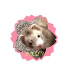 フェレットとハリネズミ（個別スタンプ：2）