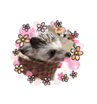 フェレットとハリネズミ（個別スタンプ：6）