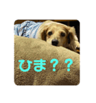 TEToちゃん（個別スタンプ：3）