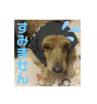 TEToちゃん（個別スタンプ：4）