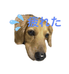 TEToちゃん（個別スタンプ：10）