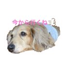 TEToちゃん（個別スタンプ：11）