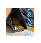 TEToちゃん（個別スタンプ：13）